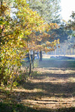 Fototapeta Miasta - orange leaves in the forest in autumn season. Colorful forest.