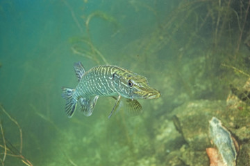 Poster - northern pike, esox lucius, czech dive