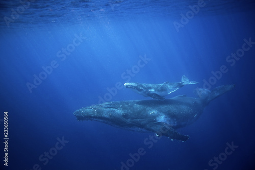 Fotomural humpback whale, megaptera novaeangliae, Tonga, Vava'u island