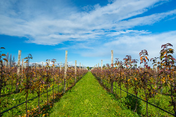 Wall Mural - Apple orchard in the daytime with blue sky. Apple trees in the rows.