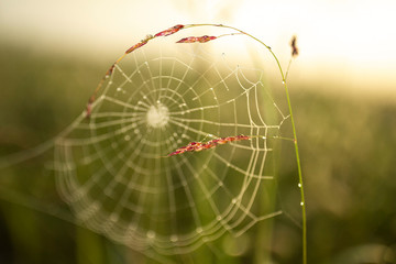 spider web with dew