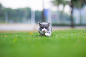 Sticker - British short-haired cat playing on grass