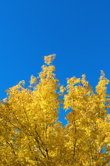 Wall Mural - autumn leaves and blue sky