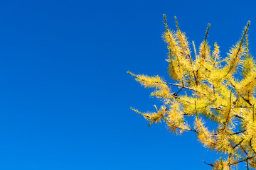 Wall Mural - autumn leaves and blue sky