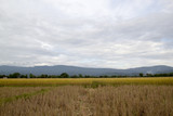 Fototapeta Sawanna - Rice field in Laos