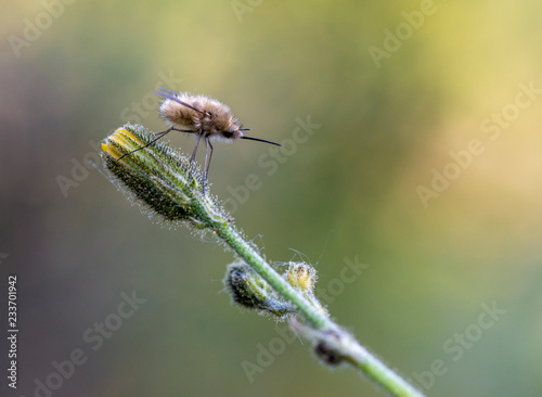 Fotografía Mosquito insecto rama verde aguijón alas pelos fondo amarillo