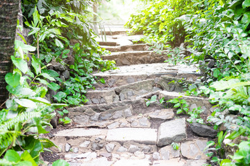 Wall Mural - beautiful green forest with walkway in the garden and sunlight in summer.