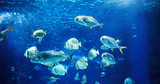 Fototapeta  - Picture of group of fish swimming underwater