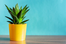 Aloe Vera Plant In Yellow Ceramic Pot On Blue Background. Domestic Gardening, Copy Space For Text