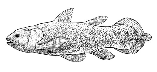 Wall Mural - Coelacanth fish illustration, drawing, engraving, ink, line art, vector