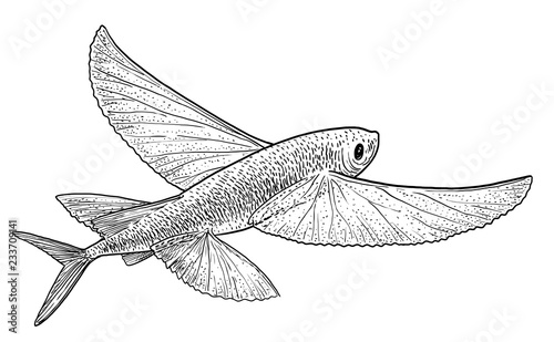 Fotografía Flying fish illustration, drawing, engraving, ink, line art, vector