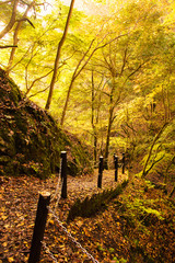 Wall Mural - 兵庫県・紅葉の氷ノ山、天滝渓谷の散策