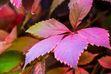 Planta de flores como enredadera en otoño