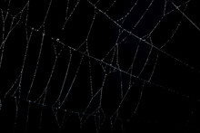 Macro Backdrop Black Spider Web