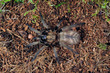Tiger Vogelspinne (Acanthogonatus francki) - chilean tiger rump spider