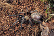 Tiger Vogelspinne (Acanthogonatus francki) - chilean tiger rump spider