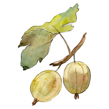 Isolated Green Gooseberry Illustration Element. Green Leaf. Watercolor Background Illustration Set.