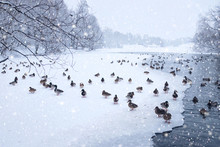Winter Landscape - Pond With Ducks In Snowy Weather