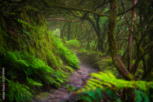 Fotografía Path in Anaga Rainforest on Tenerife island, Spain.