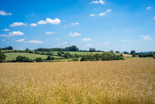 English countryside, landscape with wheat field and blue sky