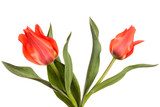 Fototapeta Tulipany - Two red spring flowers. Tulips isolated on white background