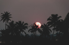 Sun. Silhouetted Behind Palm Trees In Kerala
