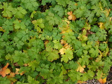 Green And Yellow Leaves On A Cranesbill Geranium Plant In A Garden In Early Autumn