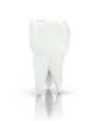 © coffeemill - vector 3d tooth for dental medicine. on a white background