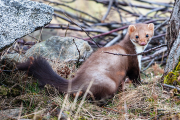 stone marten, martes foina, with clear green background. detail portrait of forest animal. small pre