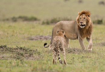 Sticker - Male lion and cheetah in Masai Mara Gram Reserve, Kenya