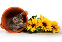 Kitten In Orange Bucket With Fall Leaves