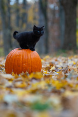 Wall Mural - black kitten sitting on pumplin in forest