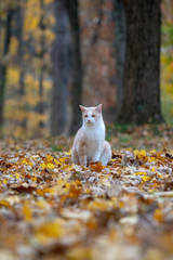 Wall Mural - yellow tabby cat in fall