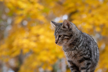 Wall Mural - Cute tabby cat with yellow background