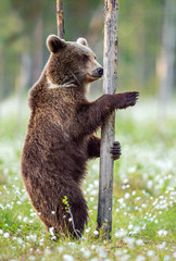 Wall Mural - brown bear standing on his hind legs in the summer forest among white flowers. front view. natural h
