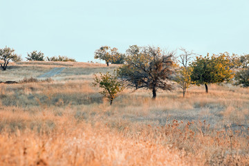 Wall Mural - landscape of grassland in cappadocia 