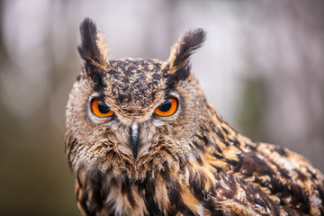 Wall Mural - eurasian eagle owl (bubo bubo), flying bird with open wings with the autumn forest in the background
