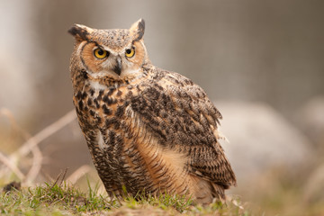 Wall Mural - eurasian eagle owl (bubo bubo), flying bird with open wings with the autumn forest in the background