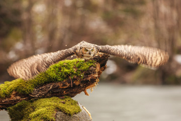Wall Mural - eurasian eagle owl (bubo bubo), flying bird with open wings with the autumn forest in the background