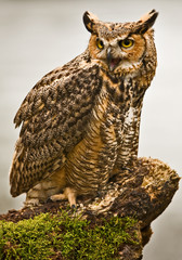 Wall Mural - eurasian eagle owl (bubo bubo), flying bird with open wings with the autumn forest in the background