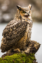 Wall Mural - eurasian eagle owl (bubo bubo), flying bird with open wings with the autumn forest in the background