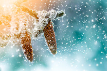 Close-up Of Pine Tree Cones In Winter Covered With White Snow And Frost