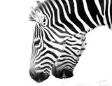 Fototapeta Konie - Grants Zebra
