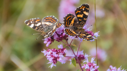 Macro of Map butterflies on flower