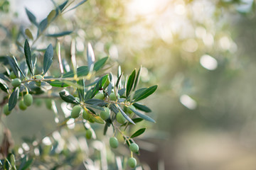 Olive trees in sunny evening. Olive trees garden. Mediterranean olive field ready for harvest. Italian olive's grove with ripe fresh olives. Fresh olives. Olive farm.