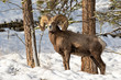 Bighorn Ram in the Snow (with grass)