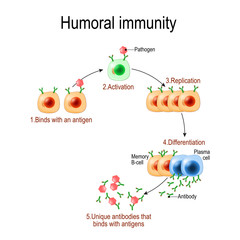 Wall Mural - humoral immunity