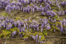 Wisteria Flowers On The Old Wall
