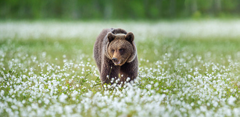 Wall Mural - brown bear in the summer forest on the bog among white flowers. front view. natural habitat. brown b