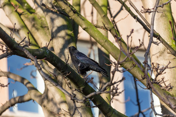 Crow on branch